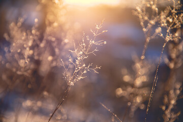 紫苏磨成粉加蜂蜜外涂有什么功效